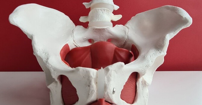 The Pelvic Floor: A Vital Bowl of Muscles!